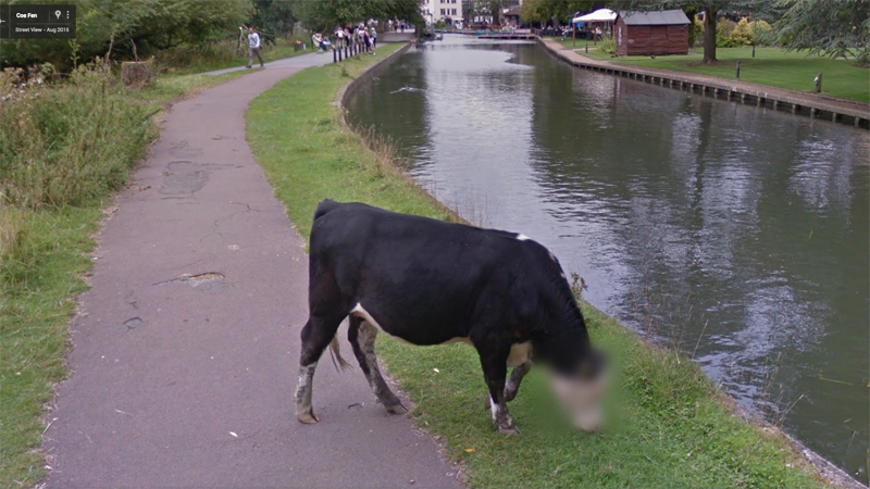 Vaca Google Street View