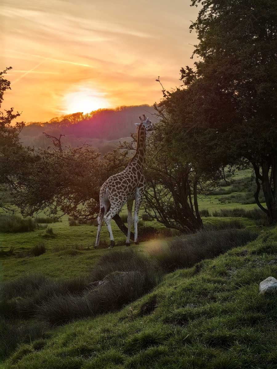 Jirafa al atardecer