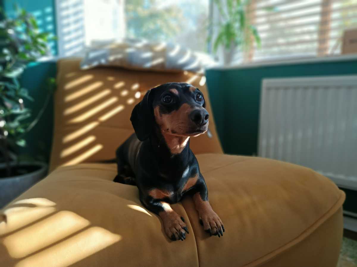 A portrait photo of a dog sitting on an orange chair taken with the TCL 50 Pro NXTPAPER.